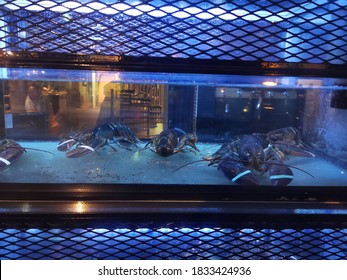 Lobster In Blue Light Tank