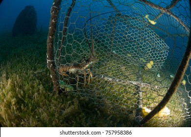A lobster caught in a trap 50 feet underwater
