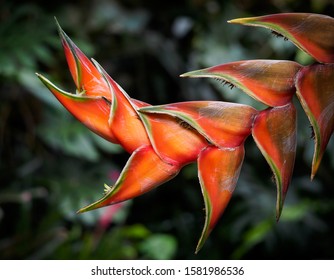 Lobster Claw Heliconia (Heliconia bihai)