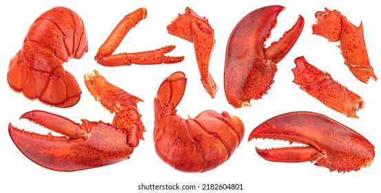 Lobster Claw, Tail, Leg Isolated On White Background