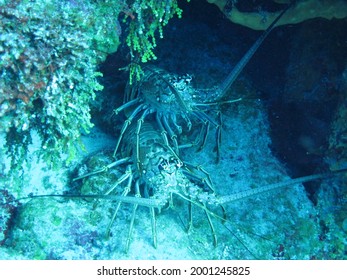 Lobster In The Cozumel Reef