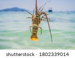 Lobster in the hands of a diver. Spiny lobster inhabits tropical and subtropical waters