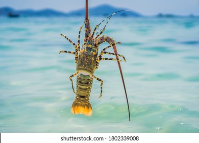 Lobster in the hands of a diver. Spiny lobster inhabits tropical and subtropical waters
