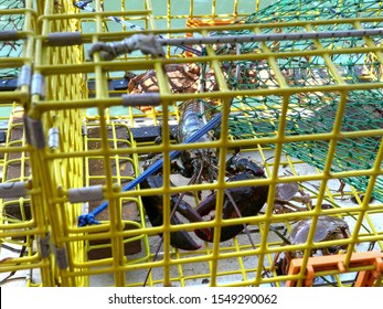 lobster inside a fisherman's trap on a boat at portland maine