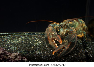 Lobster Inside His Big Fish Bowl In Mexico City