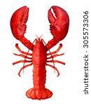 Lobster isolated on a white background as fresh seafood or shellfish food concept as a complete red shell crustacean in an overhead view isolated on a white background.