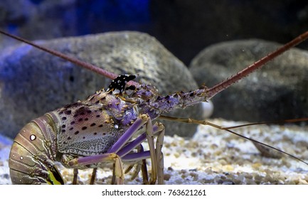 A Lobster Near Your Stone House. Spiny Lobster. Rock Lobster. Palinuridae