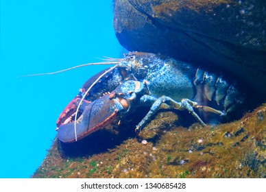 Lobster ( Nephropidae) In The Shelter At The Bottom Of The Sea