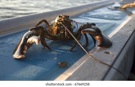 Lobster On A Boat