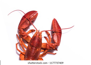 Lobster on white background with copy space 