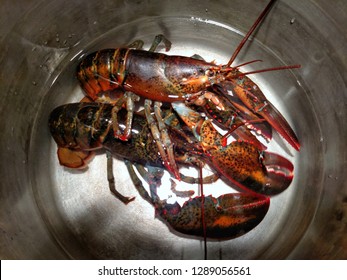 Lobster in a round pot ready for the clambake