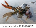 Lobster shooting in its natural environment.