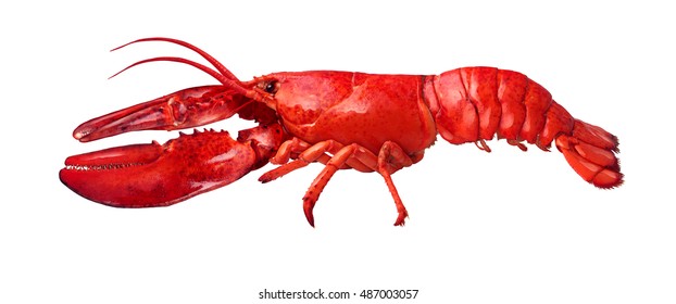 Lobster Side View Isolated On A White Background As Fresh Seafood Or Shellfish Food Concept As A Complete Red Shell Crustacean Isolated On A White Background.