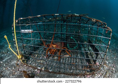 A lobster sits in a lobster trap near the Channel Islands in California. Lobster season in California runs 6 and a half months.