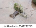 Lobster tail stiking from under beach rock in tidal basin of Tourmaline or Old Man