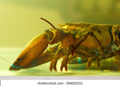 Lobster Tank At The Restaurant