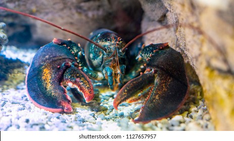 Lobster under water on a rocky bottom