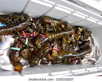 Lobsters in a cooler. Food prep for New England clambake.