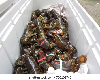 Lobsters in a cooler. Prepping for clambake.