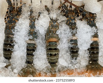 Lobsters preserved on ice ensuring their freshness and appealing display at the bustling indoor stall in Bangkok's Or Tor Kor market, Thailand