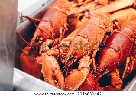 lobsters ready to be cooked
