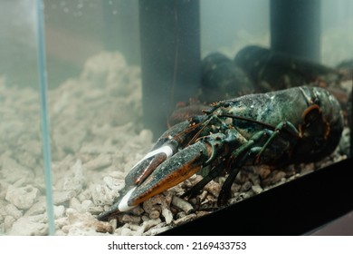 lobsters in restaurant aquarium. Seafood. Concept of freshness seafood. Close up selective focus,