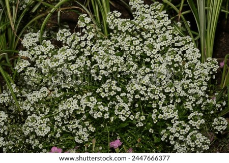 Lobularia is a genus of flowering plants in the Brassicaceae family, which also includes cabbage, broccoli, and mustard. The most commonly known species within this genus is Lobularia maritima