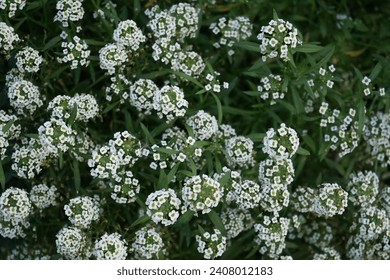 Lobularia maritima blooms with white flowers in October. Lobularia maritima, syn. Alyssum maritimum, is a species of low-growing flowering plant in the family Brassicaceae. Berlin, Germany