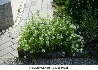 Lobularia maritima blooms with white flowers in autumn. Lobularia maritima, syn. Alyssum maritimum, is a species of low-growing flowering plant in the family Brassicaceae. Berlin, Germany
