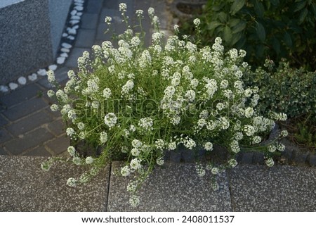 Lobularia maritima blooms with white flowers in October. Lobularia maritima, syn. Alyssum maritimum, is a species of low-growing flowering plant in the family Brassicaceae. Berlin, Germany
