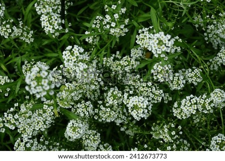 Lobularia maritima blooms with white flowers in autumn. Lobularia maritima, syn. Alyssum maritimum, is a species of low-growing flowering plant in the family Brassicaceae. Berlin, Germany
