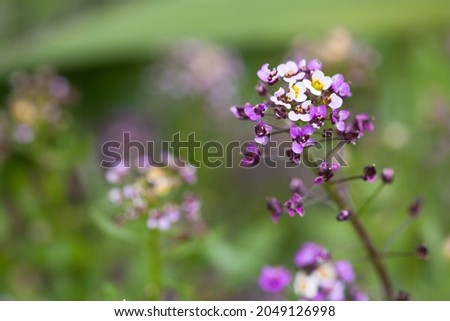Lobularia maritima, variety Easter Bonnet. Flowering plant in the family Brassicaceae. Its common name is sweet alyssum or sweet alison 
