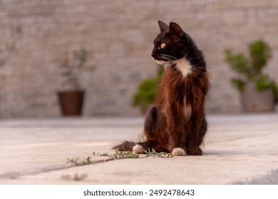 Un gato local buscando