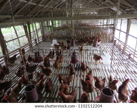 local chicken farm, Bangladesh