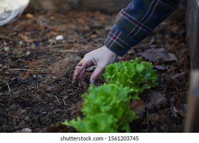 Local Community Gardening For Sustainability And Environmental Stewardship