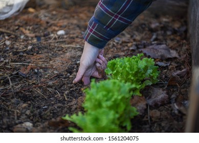 Local Community Gardening For Sustainability And Environmental Stewardship