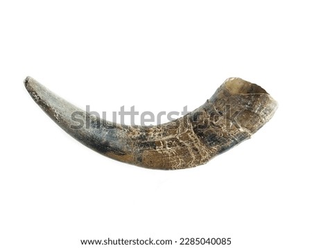 Local cow horn, native cow horn, fall of naturally, isolated, on white background