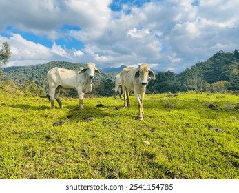 Local Cows Grazing on a Grassy Hillside in Costa Rica. A colorful photograph of three cows standing on a grassy hillside in rural Costa Rica, with lush greenery and a mountain landscape. - Powered by Shutterstock