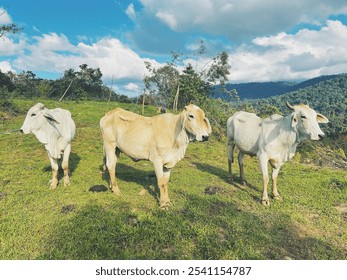 Local Cows Grazing on a Grassy Hillside in Costa Rica. A colorful photograph of three cows standing on a grassy hillside in rural Costa Rica, with lush greenery and a mountain landscape. - Powered by Shutterstock