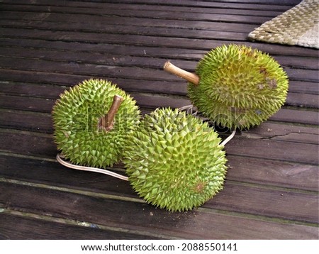 Local durian (Durio) fruit picked from the interior of the forest in South Kalimantan