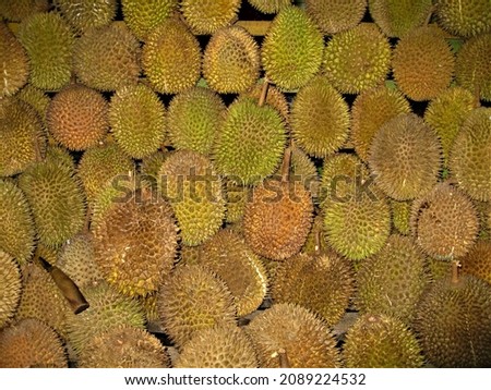 Local durian (Durio) fruit picked from the interior of the forest in Palopo South Sulawesi