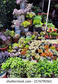 Local Flower Shop Selling All Konds Of Plants