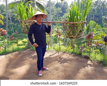 Local Indonesian Farmer Carrying Rice Plants In A Basket At The Rice Fields In Bali Indonesia