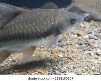 local mahseer fish, Central Java, Indonesia 