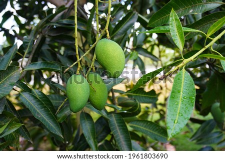 Local Malaysia Mango tree growing fruits on the tree.