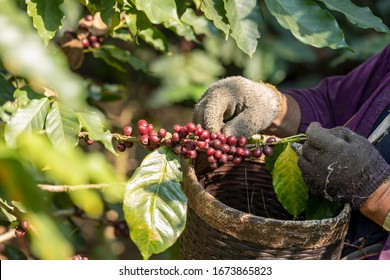 Local mountaineer harvesting fresh red arabica coffee berries from coffee tree branch at plantation