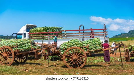 The Local Myanmar Workers Unloading The Cabbage Crop From The Ox Cart And Upload To The Big Truck To Transport The Produce To Market In Shan State, Myanmar.