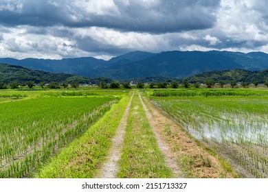 Local path are running in paddy field in countryside, JAPAN.