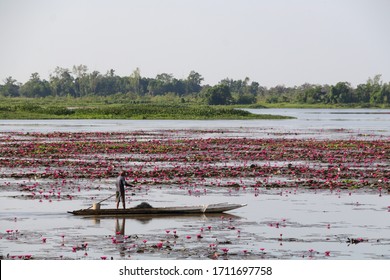 Local people is harvesting lotus flowers and stems from a swamp or wetland for livelihoods or incomes - Shutterstock ID 1711697758