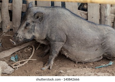 Local Pigs Pigsty Northeast Thailand Stock Photo 140842666 | Shutterstock